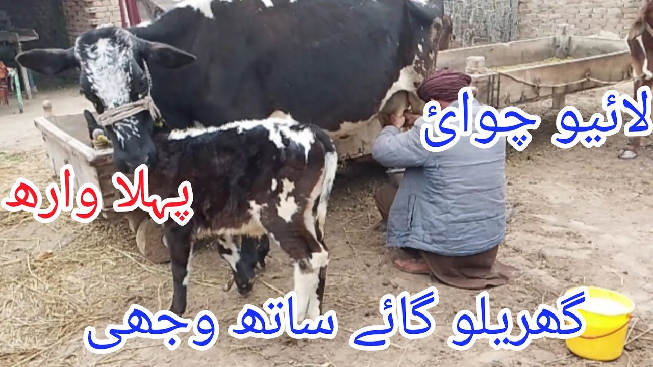 5 January 2026پہلن چولستانی ولاءتی کراس گائے سیل آن پاکستان یوٹیوب 03051845466