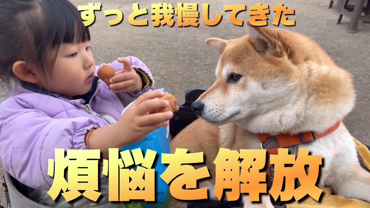 ずっと耐えて我慢してきた！柴犬と娘と６時間かけて煩悩を祓う