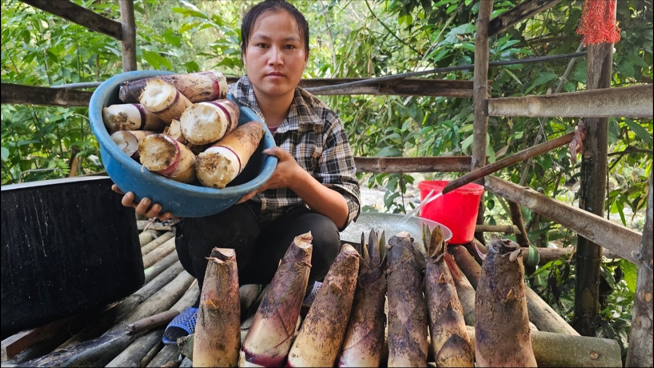 Looking for the first big crop of bamboo shoots of the season.