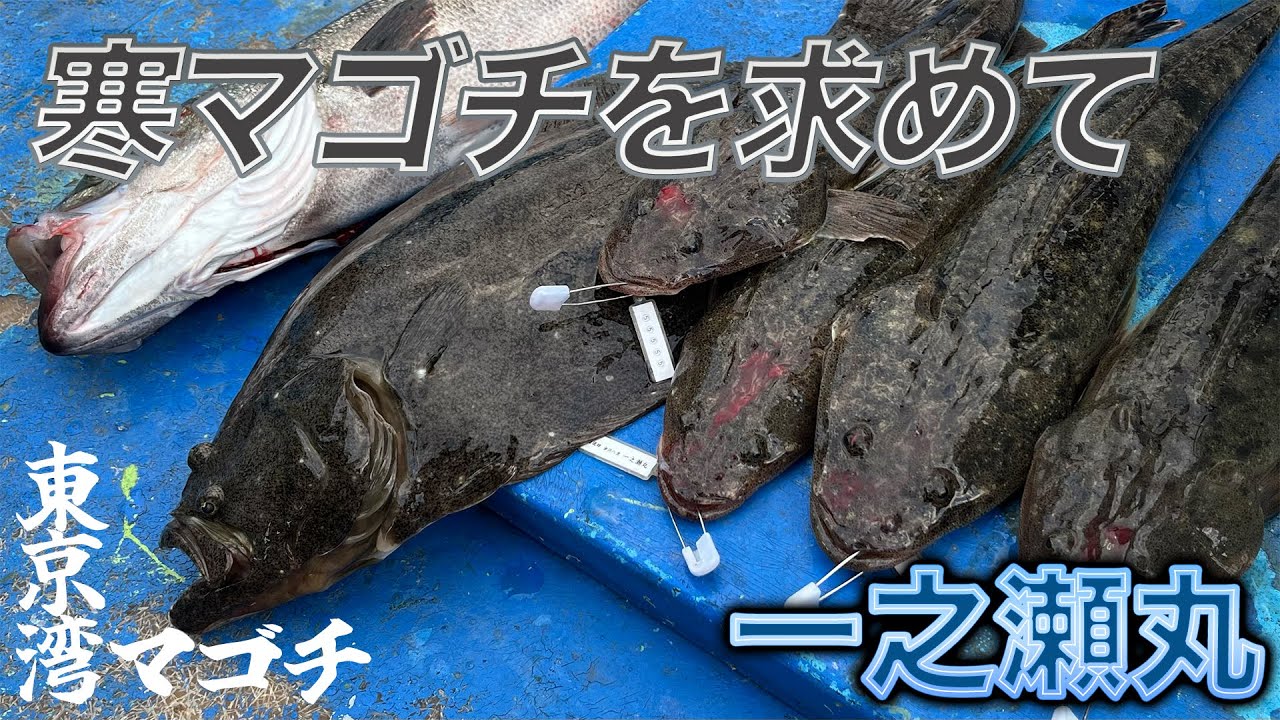 【東京湾マゴチ】寒マゴチを求めて！ルアーでボロ負けしたマゴチに生き餌で挑む！【金沢八景 一之瀬丸】