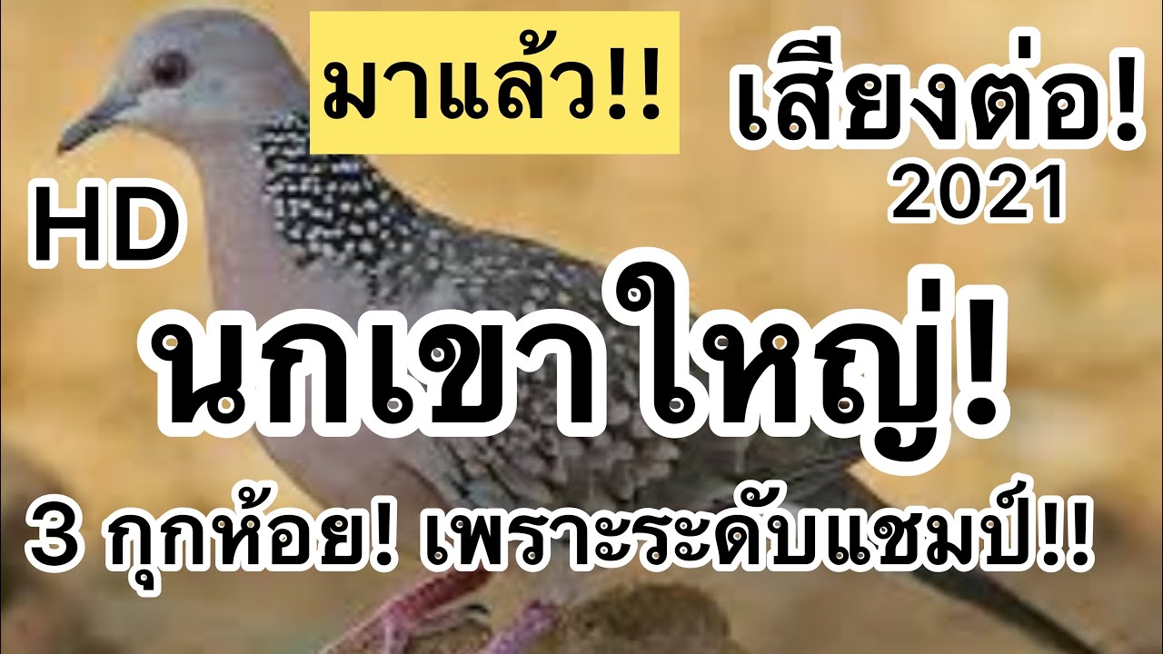 เสียงนกเขาใหญ่ 3 กุกห้อย!! เสียงต่อ! ชัดๆแบบHD 2021 เพราะมากๆ!