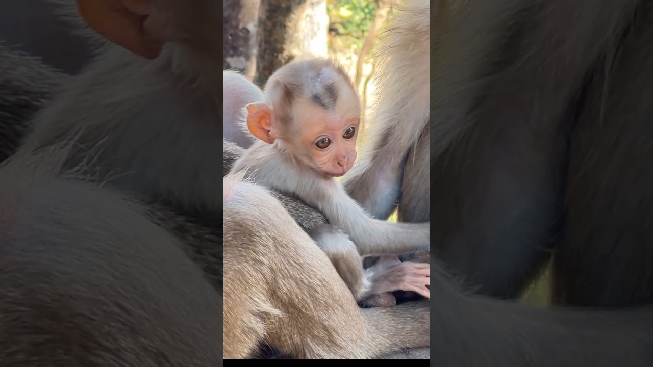 welcome to  monkey sweet love with baby