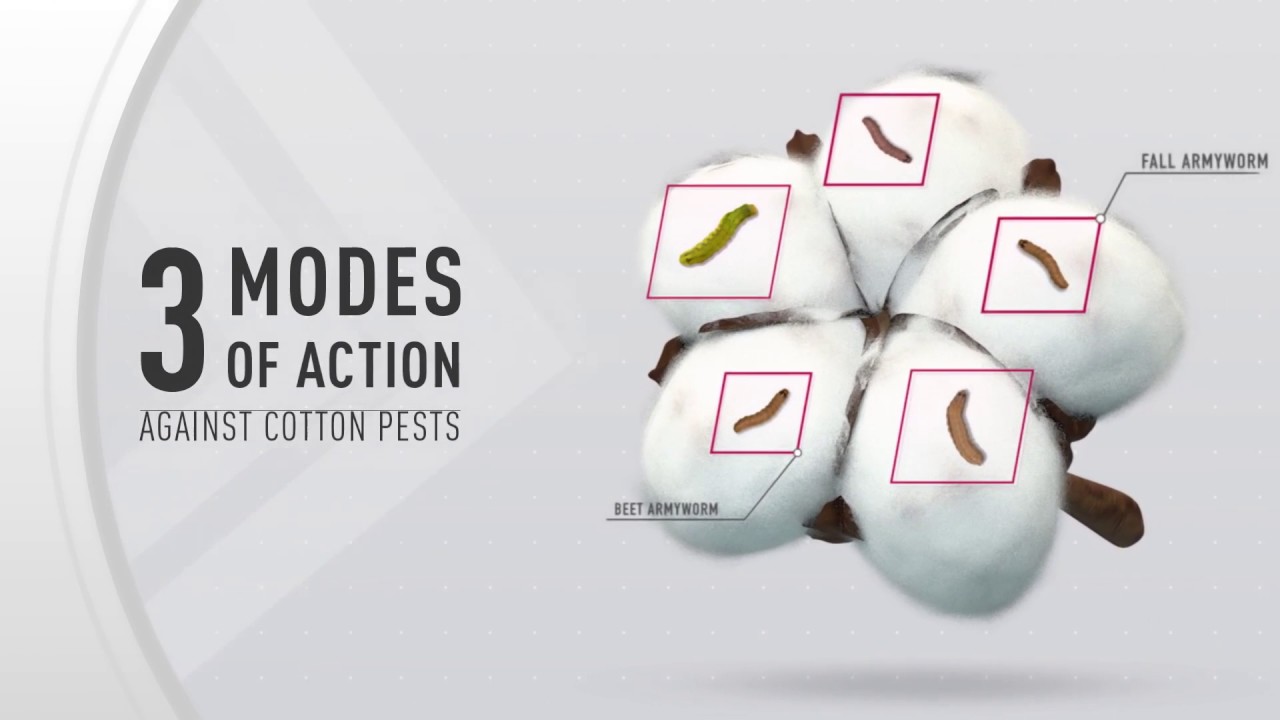 Bollgard® 3 XtendFlex® Cotton