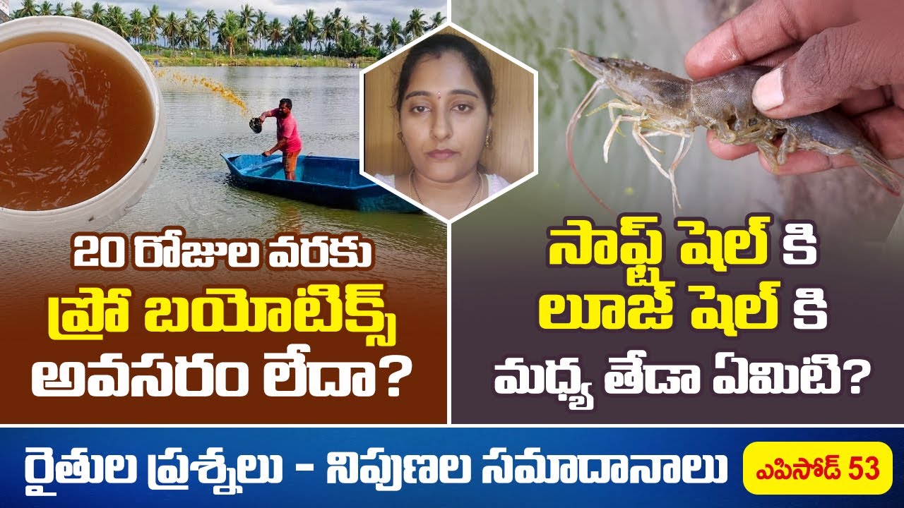 Difference between looseshell and softshell No need probiotics till 20 days doc ?
