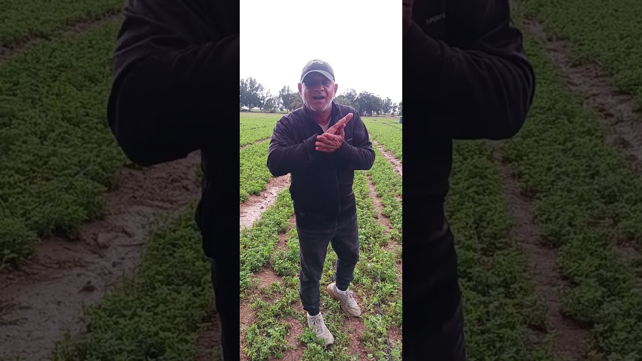 محصول الجت ( البرسيم ) الحساوي او الحجازي وكيفية الحفاظ علية بأعلي جودة خلال فترة الصيف  ..