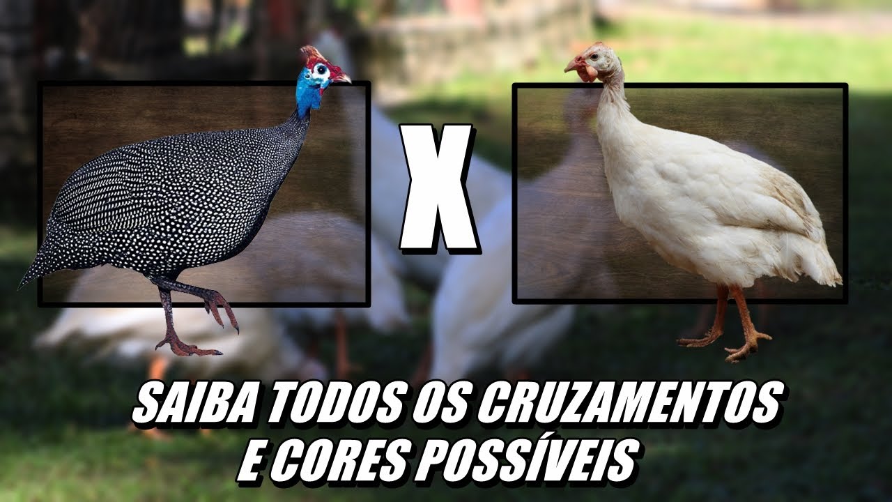 SAIBA COMO PREVER TODAS AS CORES POSSÍVEIS DE CRUZAMENTOS DE GALINHAS DA ANGOLA