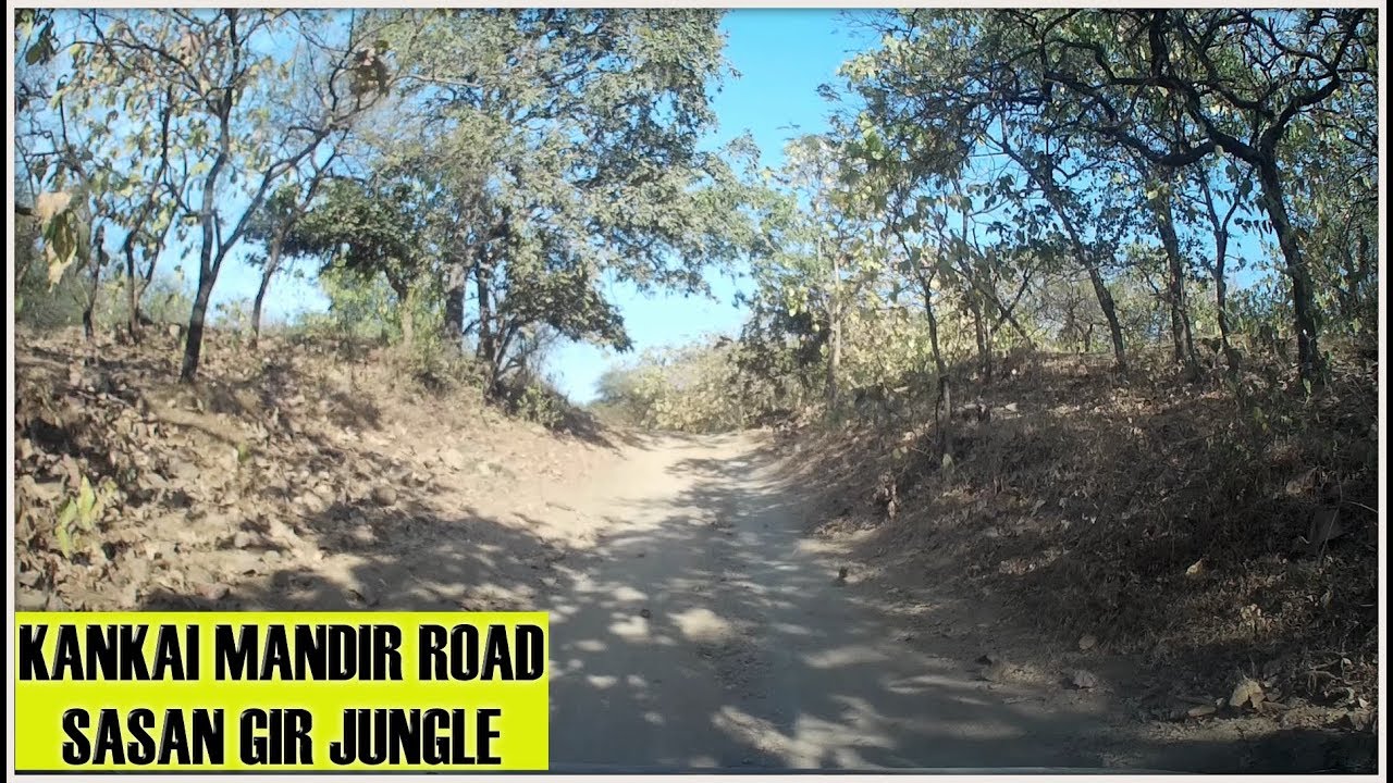 Kankai Mandir road Sasan gir jungle