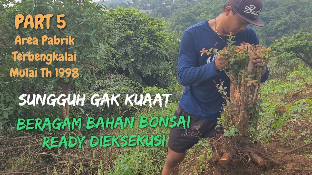 SUNGGUH MENGGIURKAN!!! Part 5 | Area Terbengkalai | Beragam Bahan Bonsai Ready DiEksekusi