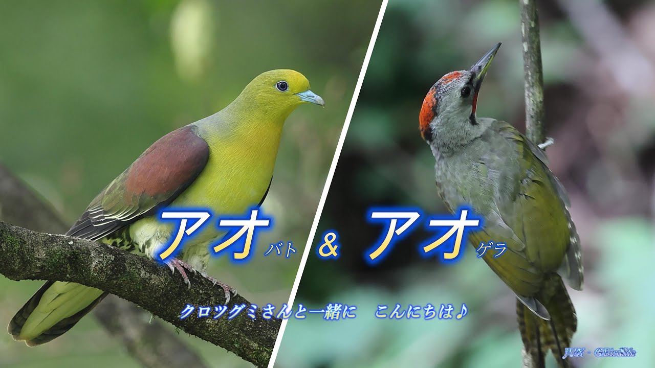 アオバト＆アオゲラ　クロツグミさんと一緒にこんにちは♪