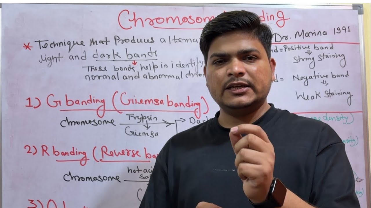 Chromosomal banding techniques | CSIR NET LIFESCIENCE | ICMRJRF DBTJRF #csirnetjrflifescience