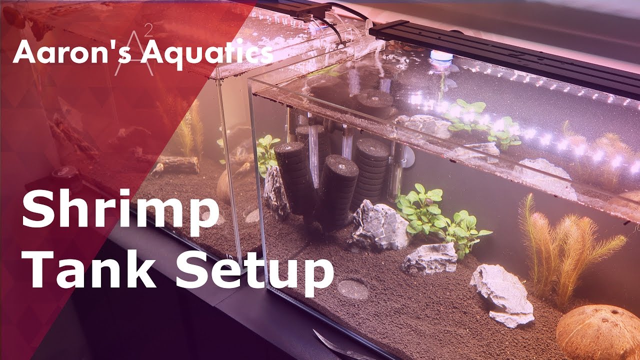 How To Setup A Shrimp Tank
