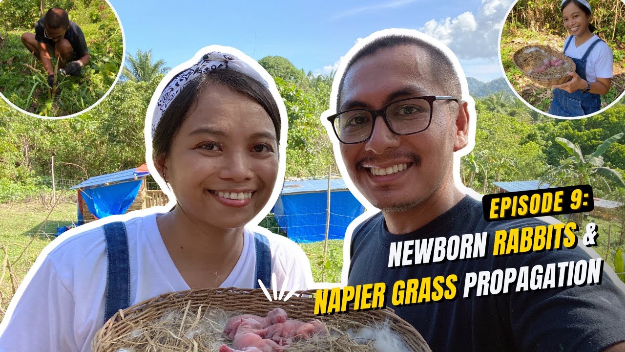 Farmily Ranch 009: Newborn Rabbits & Napier Grass Propagation | Duck Egg Baskets | Rabbit Farming