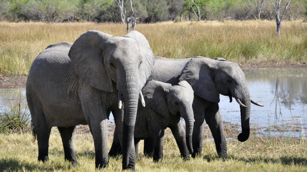 How Dangerous Is The Elephant