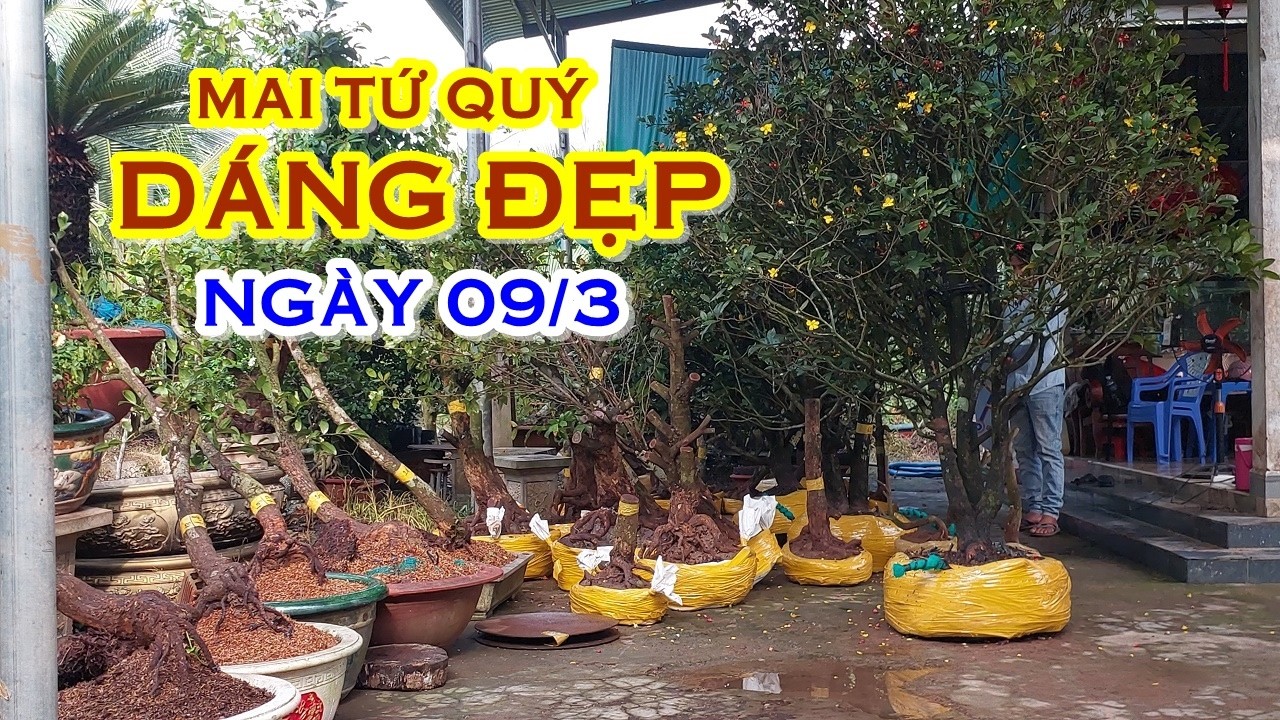 THÁI BẰNG 📲 O9O9766359 GIÁ TỐT - MAI TỨ QUÝ DÁNG ĐẸP GIAO LƯU NGÀY 09/3 
