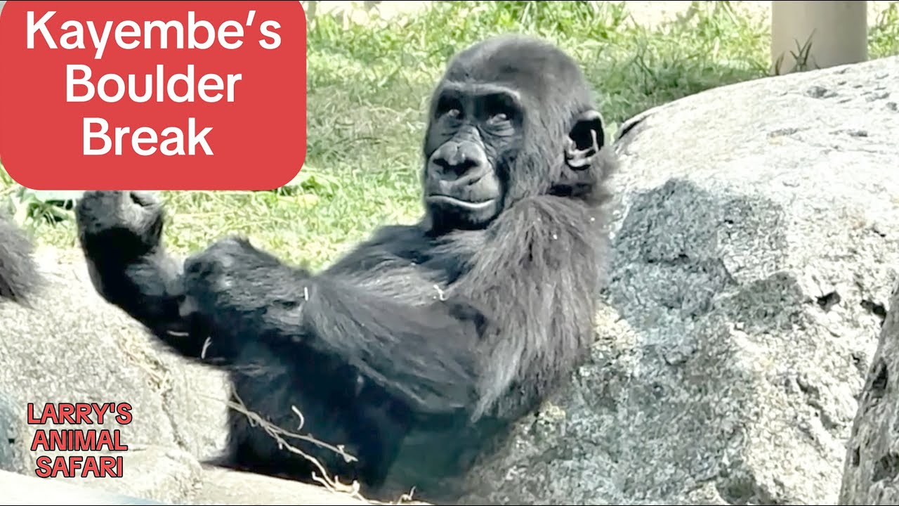 Adorable Baby Gorilla Kayembe (2023) – Video #50: Playtime and Pregnant Gorillas 🦍❤️