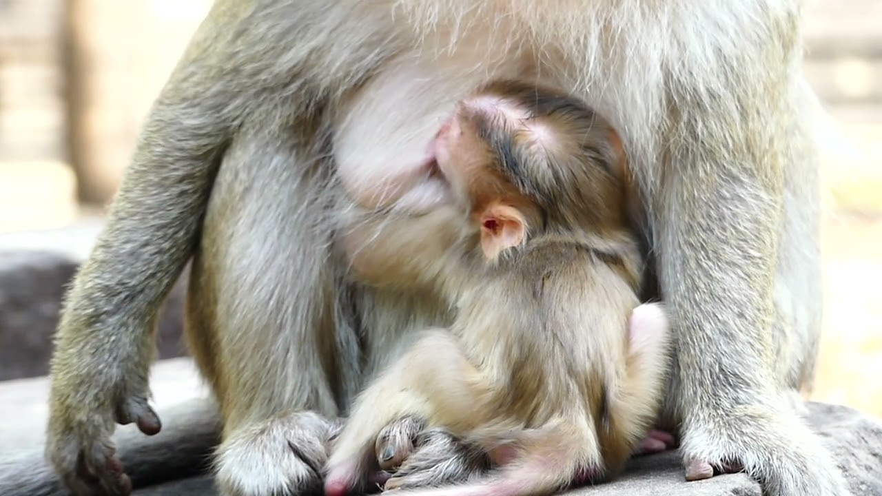 Brianna to feed milk of baby untill complete