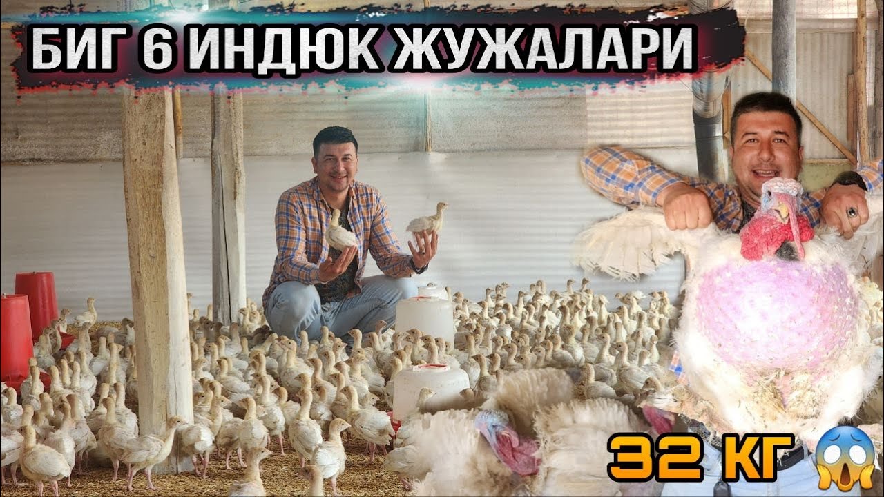 БИГ 6 ИНДЮК (КУРКА) ЖУЖАЛАРИ СОТУВИ БОШЛАНДИ...
