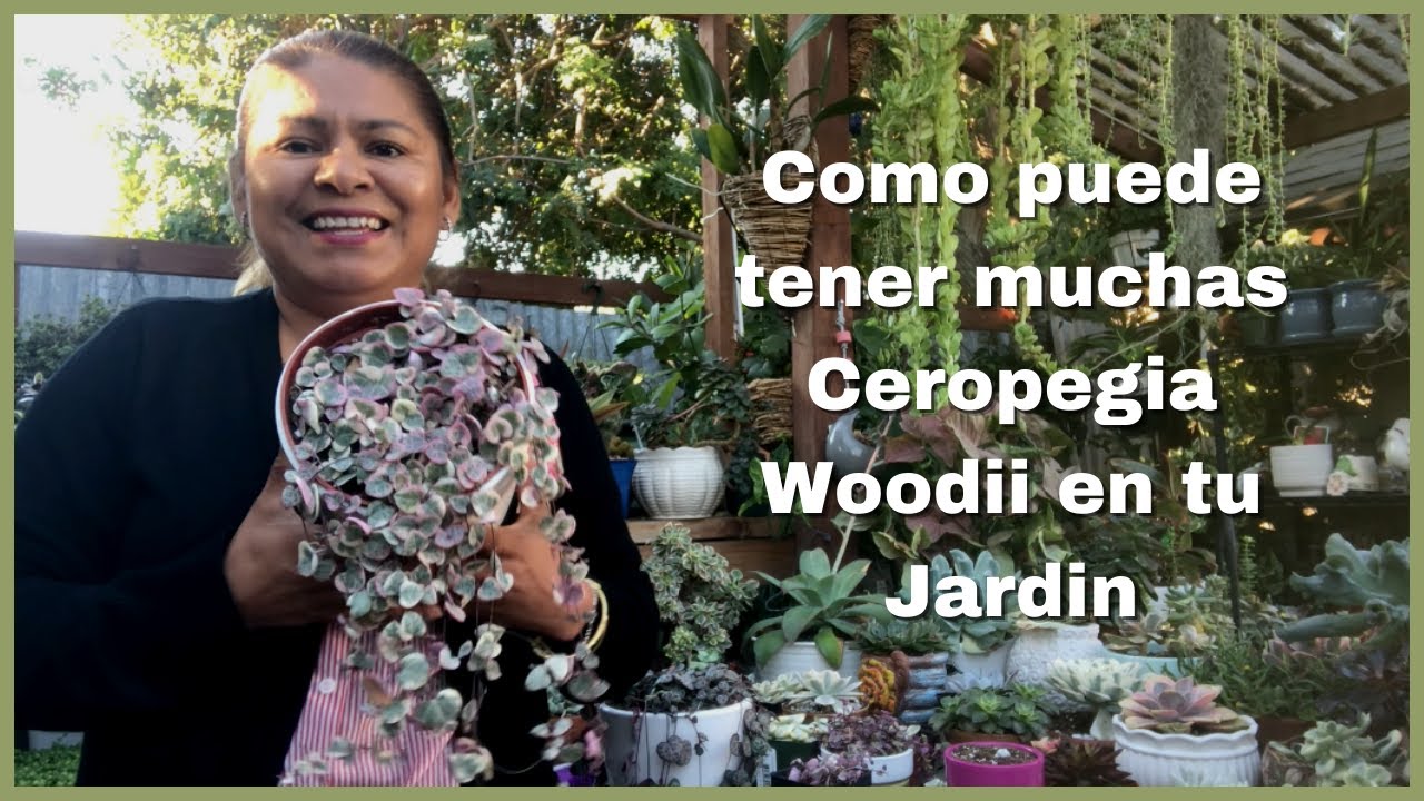 Como puede tener muchas Ceropegia Woodii en tu Jardin