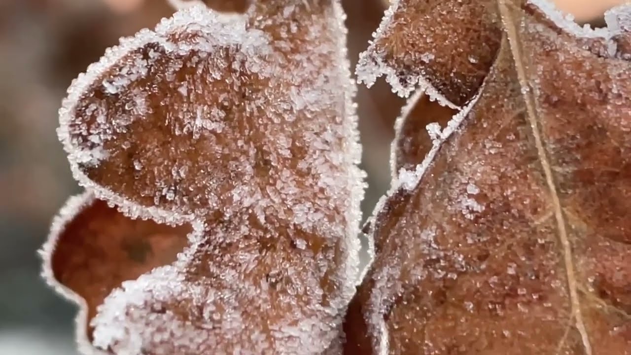 frosty leaves