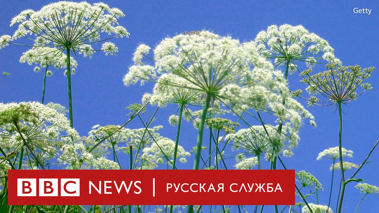 Борщевик атакует: растение, которое пытаются и не могут уничтожить по всему миру