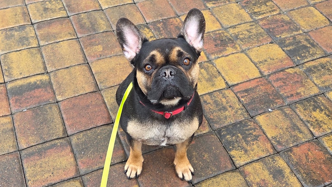 Французский бульдог Раф: 18 килограмм и ворона