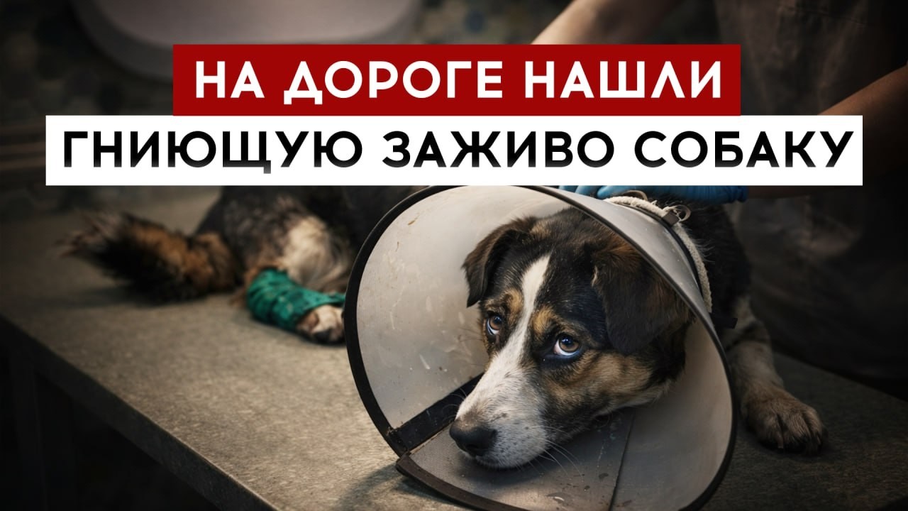 На дороге нашли гниющую заживо собаку