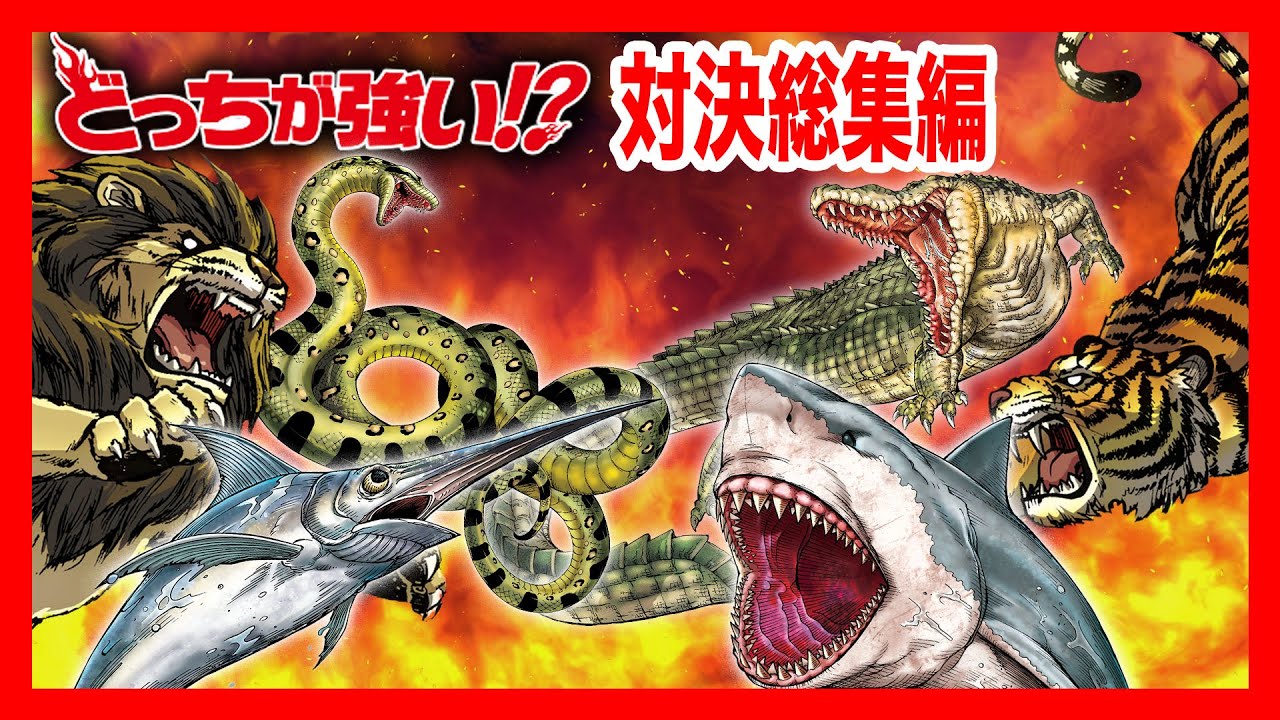 【どっちが強い総集編】ライオンvsトラやハチvsクモ、サメVSメカジキまでも！動物や昆虫たちの直接対決18戦を一気見!勝つのはどっちだ!?