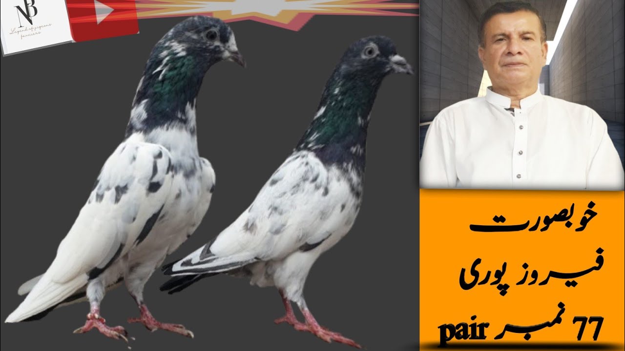 Unveiling the beauty of precious Ferozpur ipigeons |  ferozpuri kabooter |