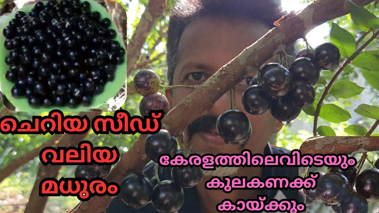 വലിപ്പമുള്ള പഴം,നാലാം വർഷം കായ്ക്കും, മര മുന്തിരിയിലെ രാജാവ്#fruits#plants#jeboticaba#tropical plant