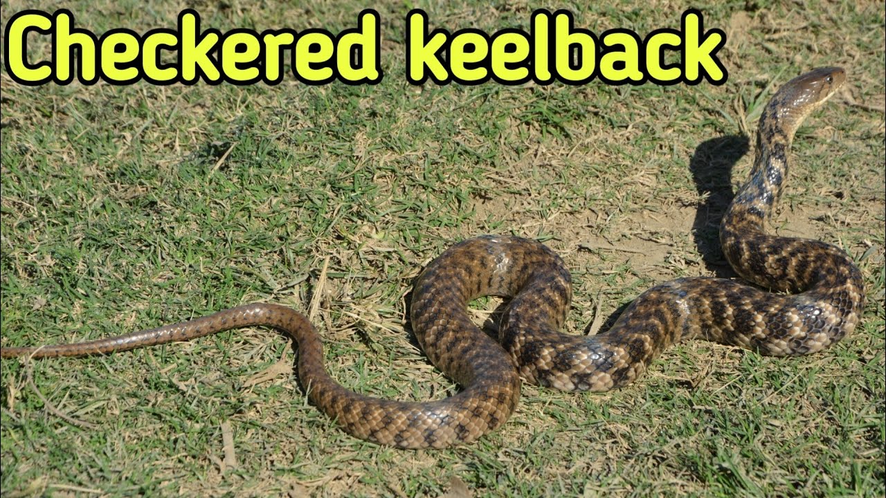 Checkered keelback snake| Asiatic water snake| Non venomous snake 