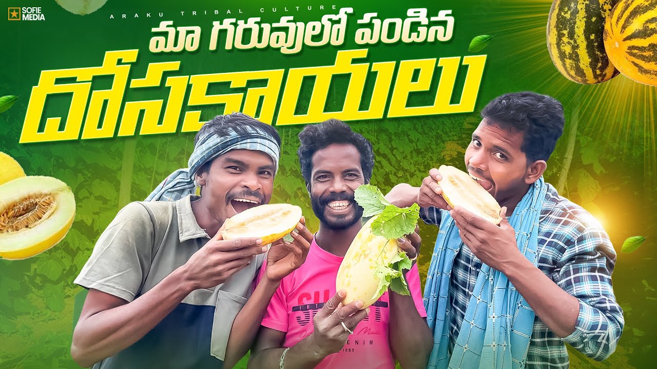 మా గరువులో పండిన దోసకాయలు | మేమైతే ఎప్పుడు ఇలానే తింటాం | Araku Tribal Culture