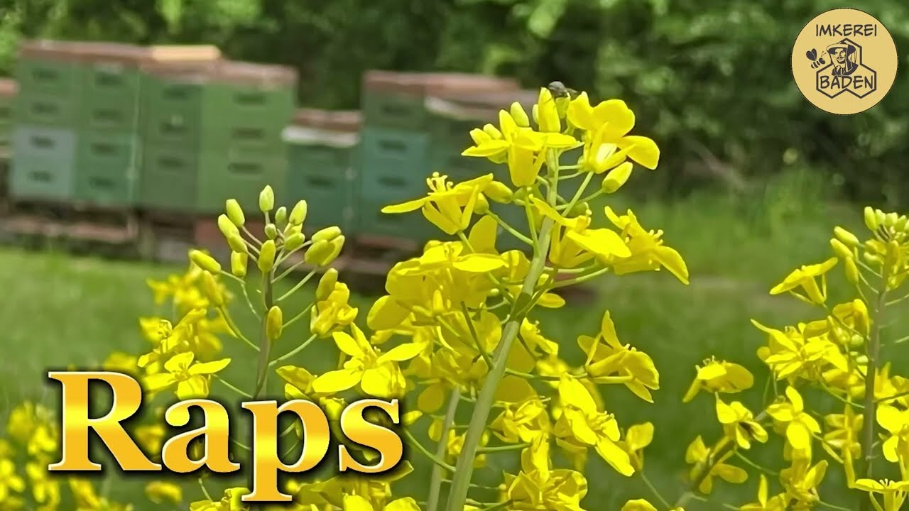 Rapshonig | Imkerei Baden