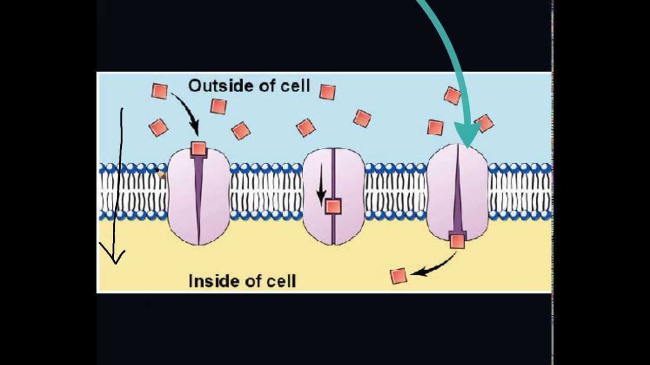 Faccilitated Diffusion
