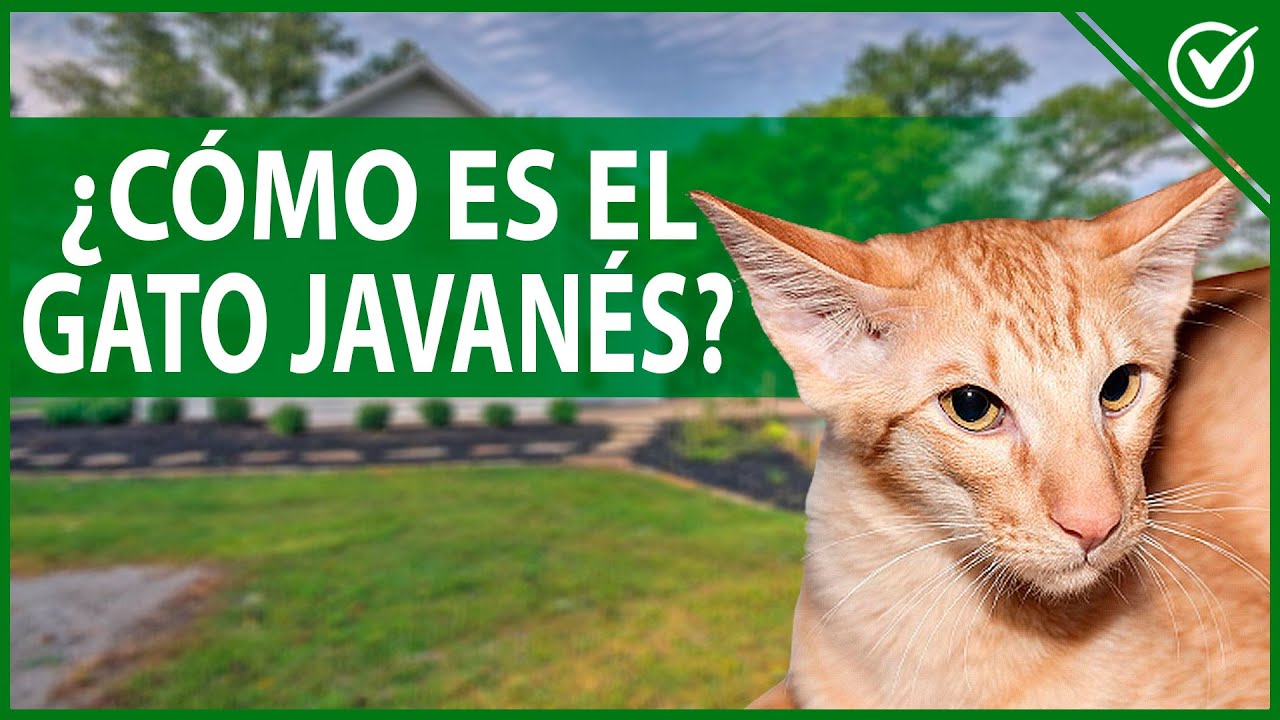 🐱 Gato Javan&eacute;s - Caracter&iacute;sticas y Temperamento del Gato Oriental de Pelo Largo 🐱