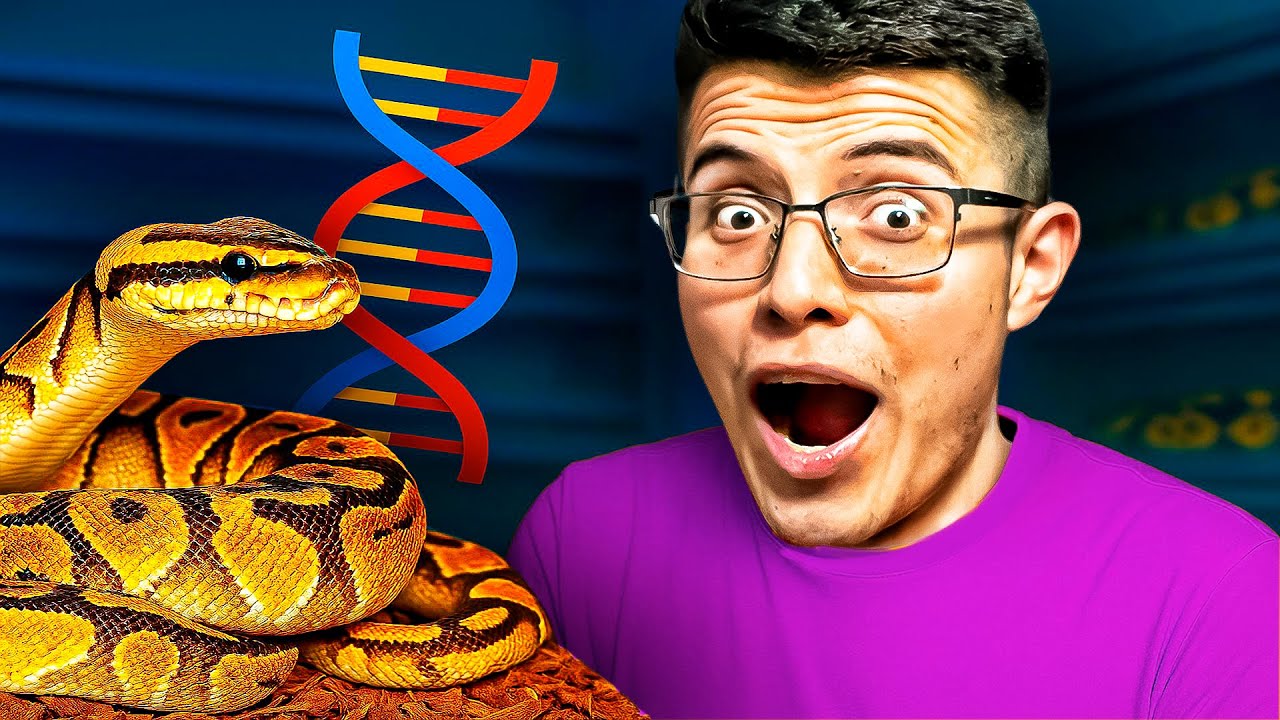 ¿Qué es un GEN RECESIVO en PITONES BOLA? 🧬 Explicación FÁCIL con Ejemplos Reales