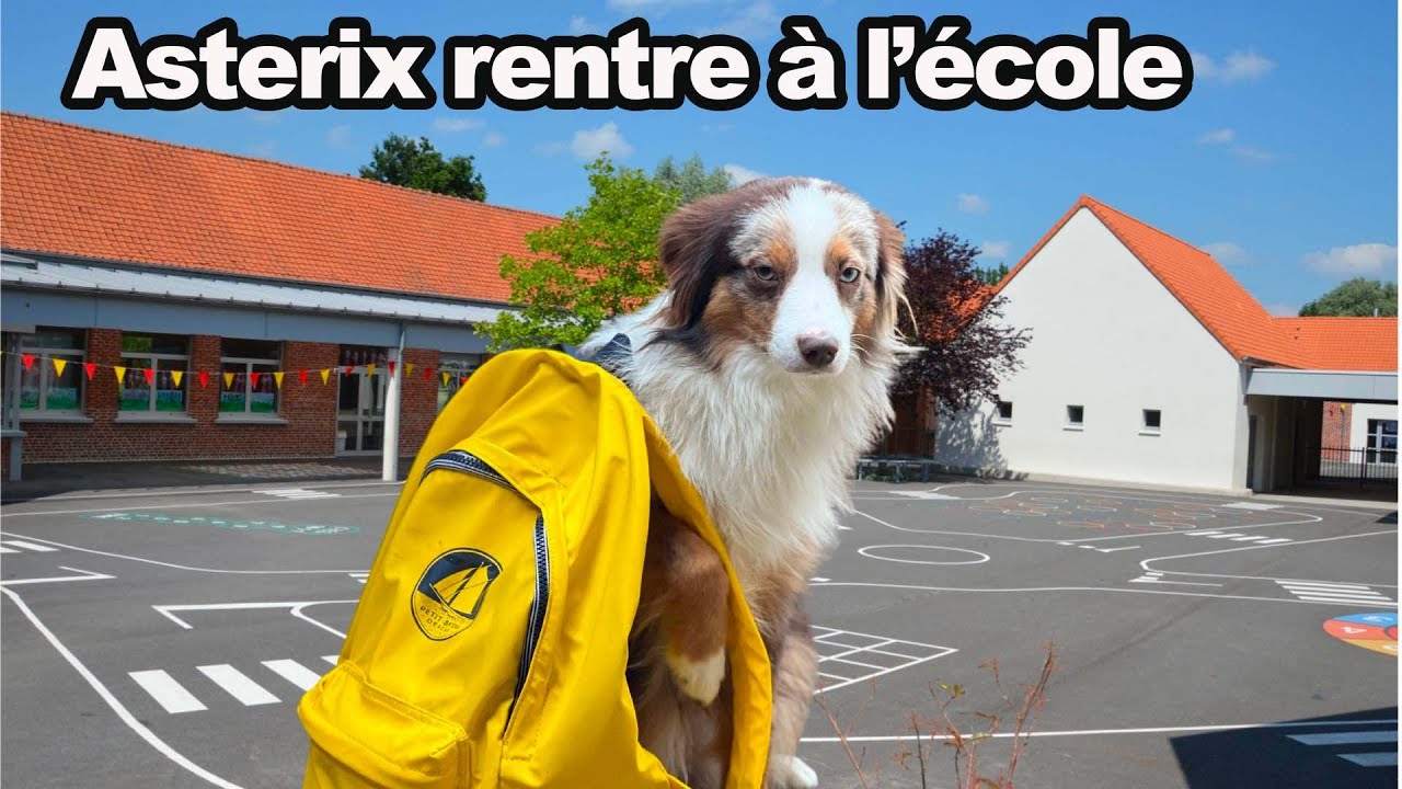 Notre CHIEN ADOLESCENT Asterix rentre au COLLÈGE! ANGIE LA CRAZY SÉRIE - ANGIE MAMAN 2.0