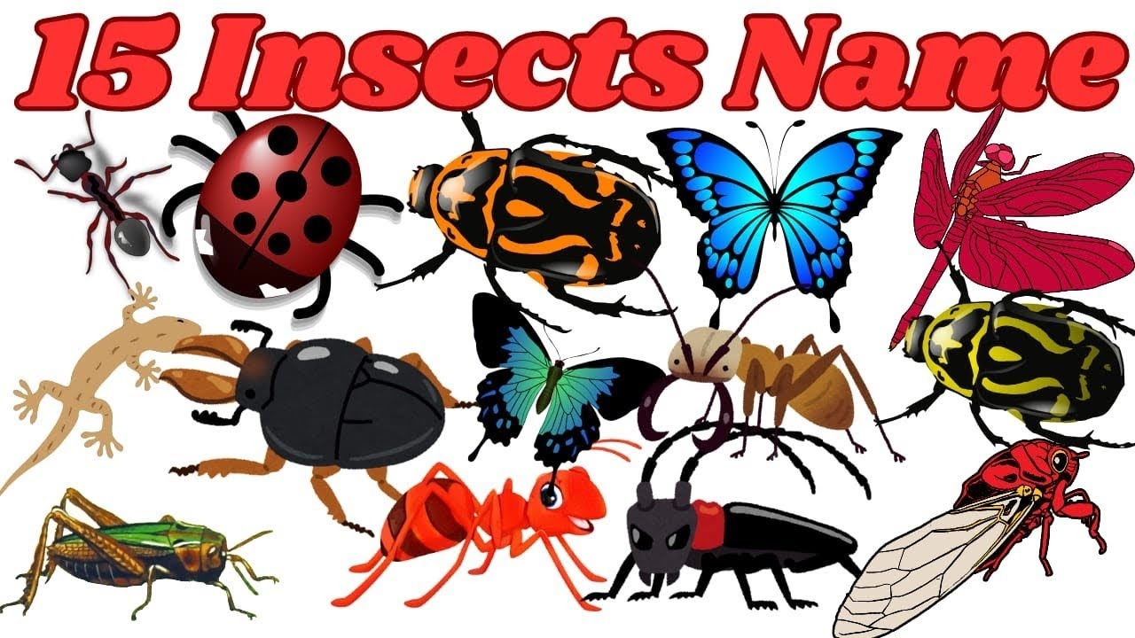 15 Insect Names in English and Hindi | Kids Learning Video | Anshu Singh