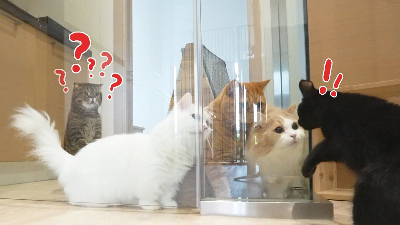새로운 고양이 가족