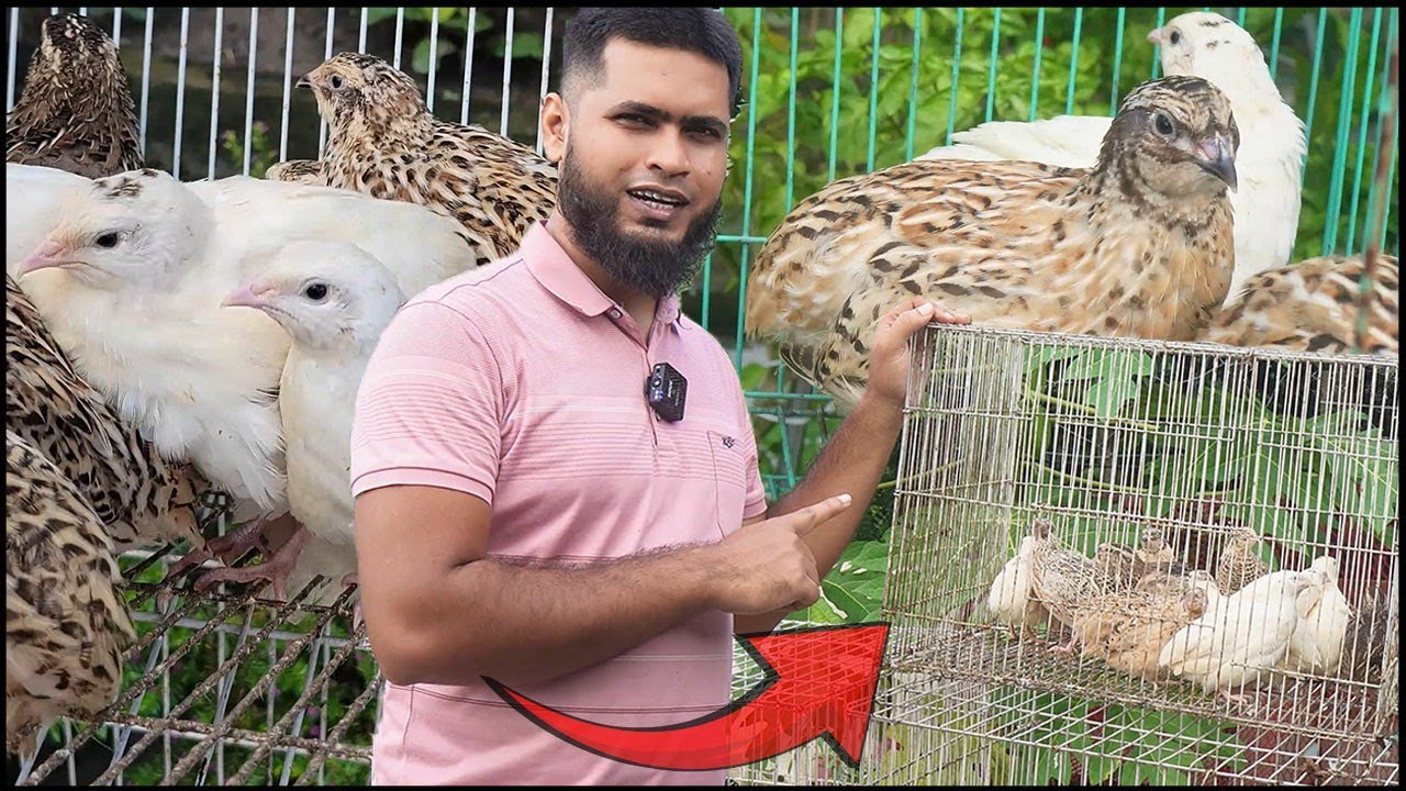 কোয়েল পালন: ছেলে-মেয়ে চেনার সহজ উপায় ও বাজার থেকে কেনার গাইড 🔥 Jactok পাখি ভাইয়া