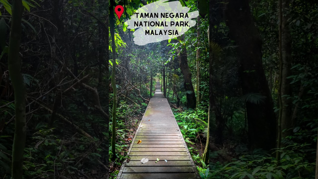 Exploring Paradise: Breathtaking Campsites in Taman Negara National Park, Malaysia