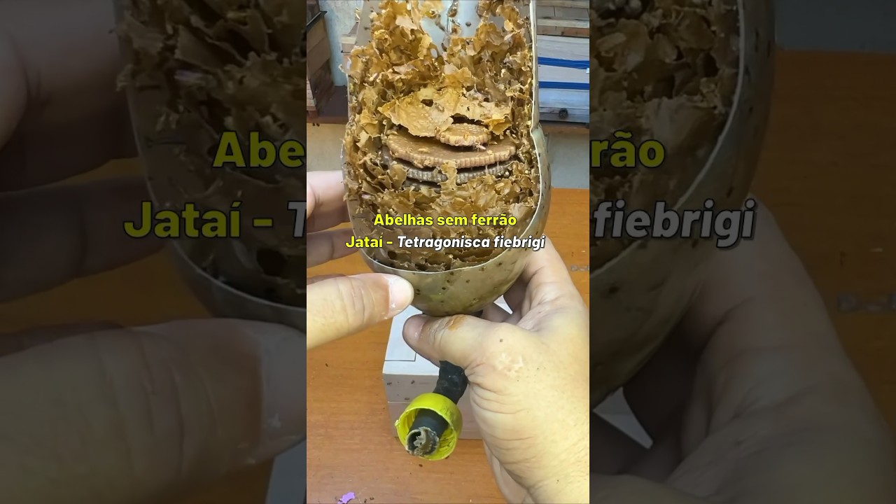 Isso é uma colmeia de abelhas Jataí