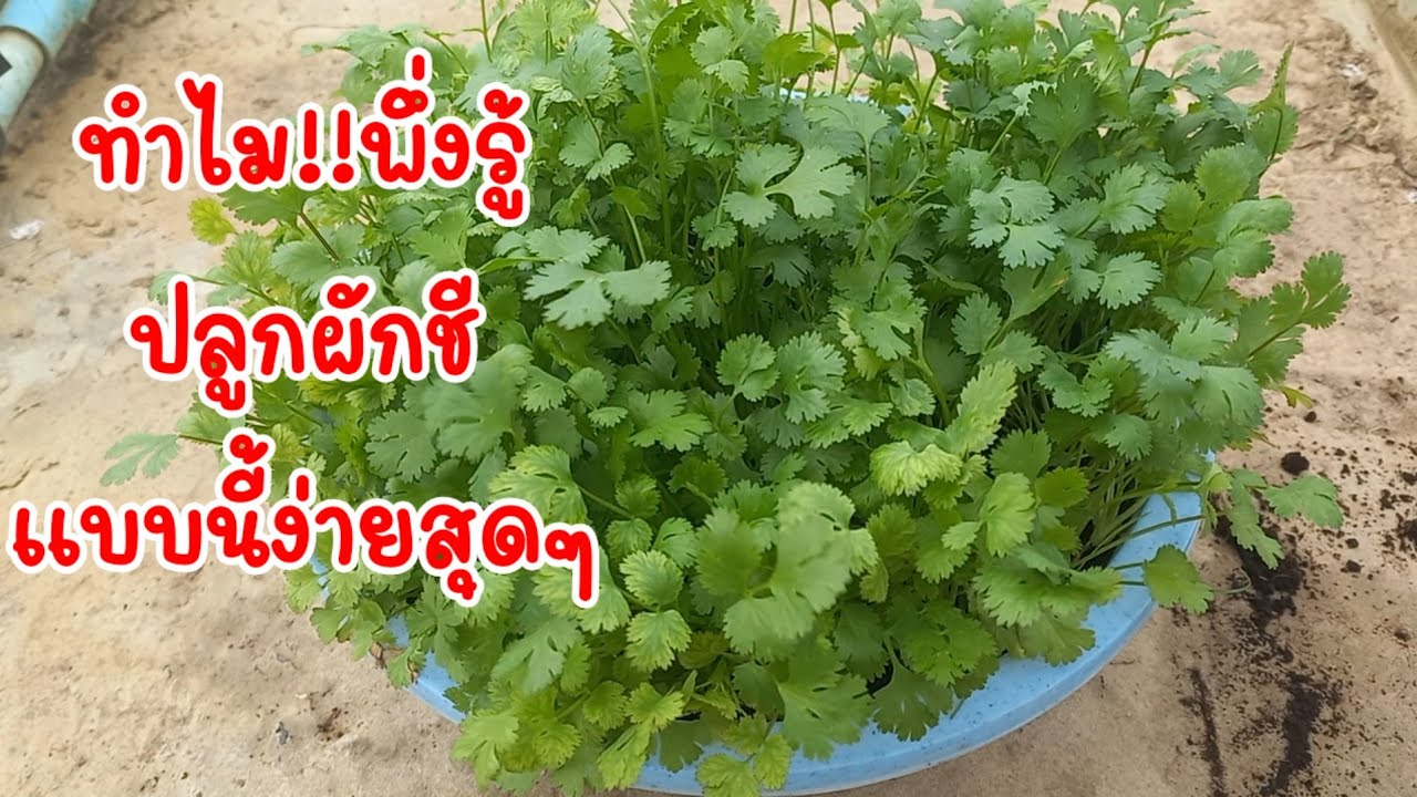 วิธีปลูกผักชีด้วยกะละมังวิเศษ ทำอย่างไร?ปลูกได้ตลอดทั้งปี /เต๋าสายกลาง