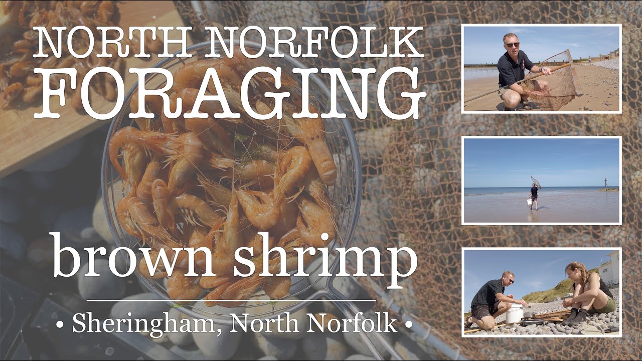 North Norfolk Foraging - how to catch & cook brown shrimp, in Sheringham, Norfolk.