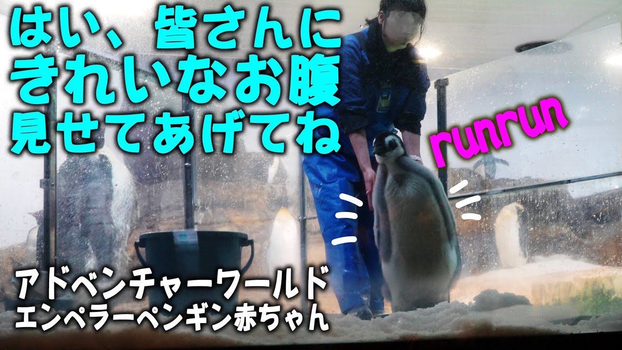 【パパもママもボクも換羽の真っ最中】冬の最終段階 今日は4匹食べたよ おいしかったよエンペラーペンギン赤ちゃん