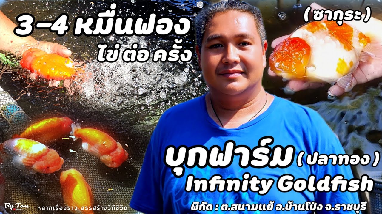 บุกฟาร์ม | Infinity Goldfish (พี่เก้า) นักเพาะพัฒนาพันธุ์ปลาทองที่กำลังเป็นที่นิยม มีมากกว่า 600 บ่อ