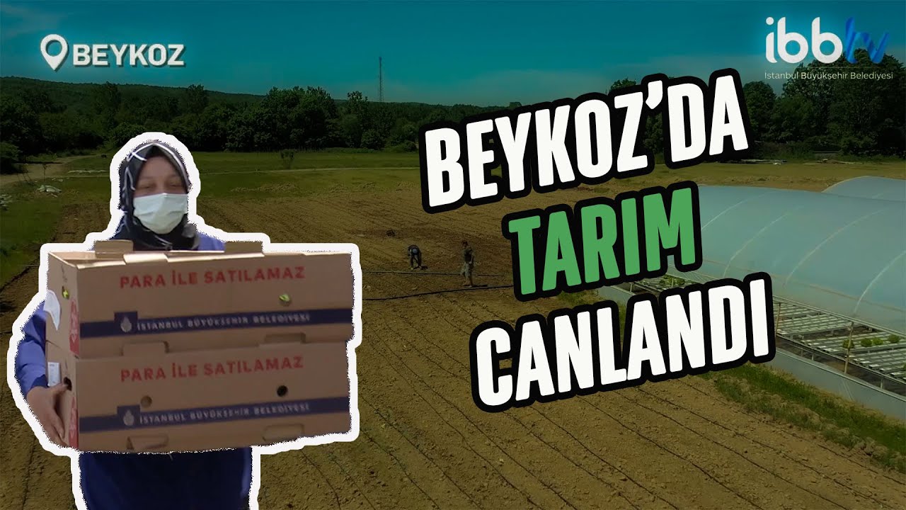 İBB bir şey yaptı, Beykozlu 40 köylüyü yeniden tarıma başlattı