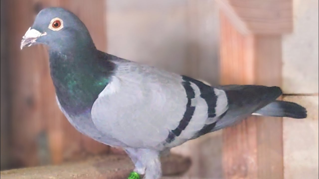 東京の高島さんから大切な種鳩達届きました!