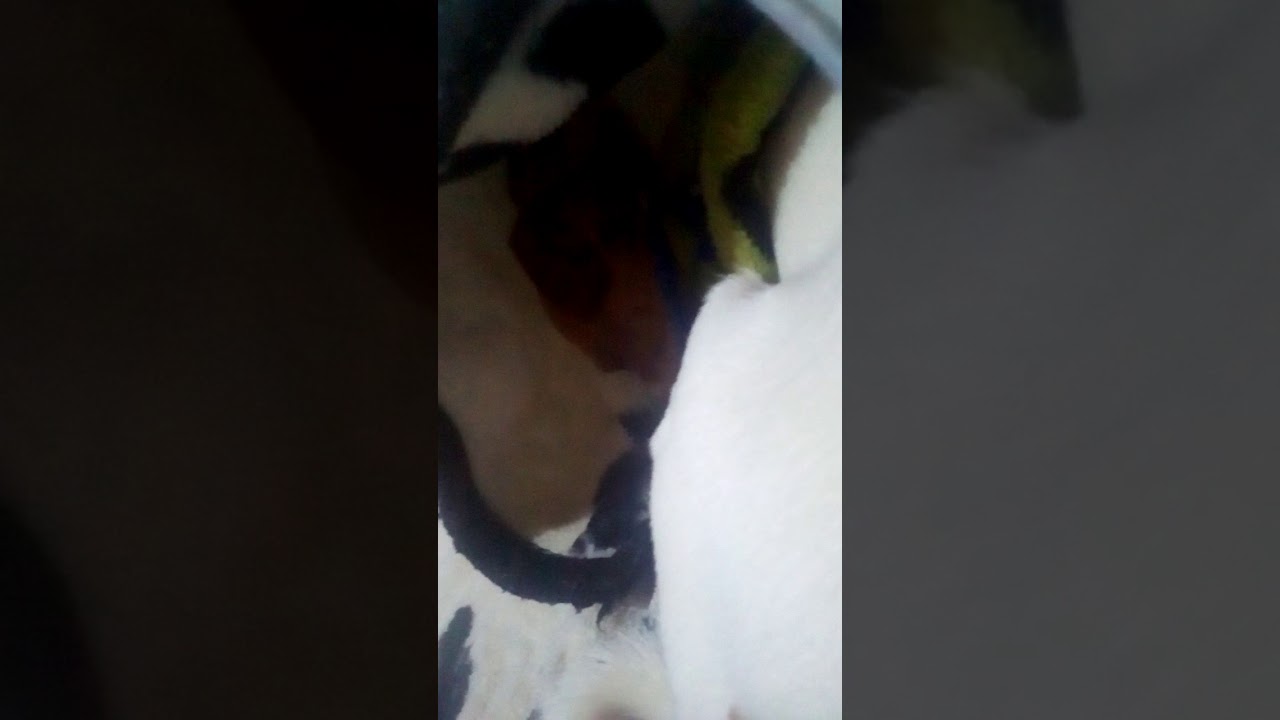 Perrito wtf