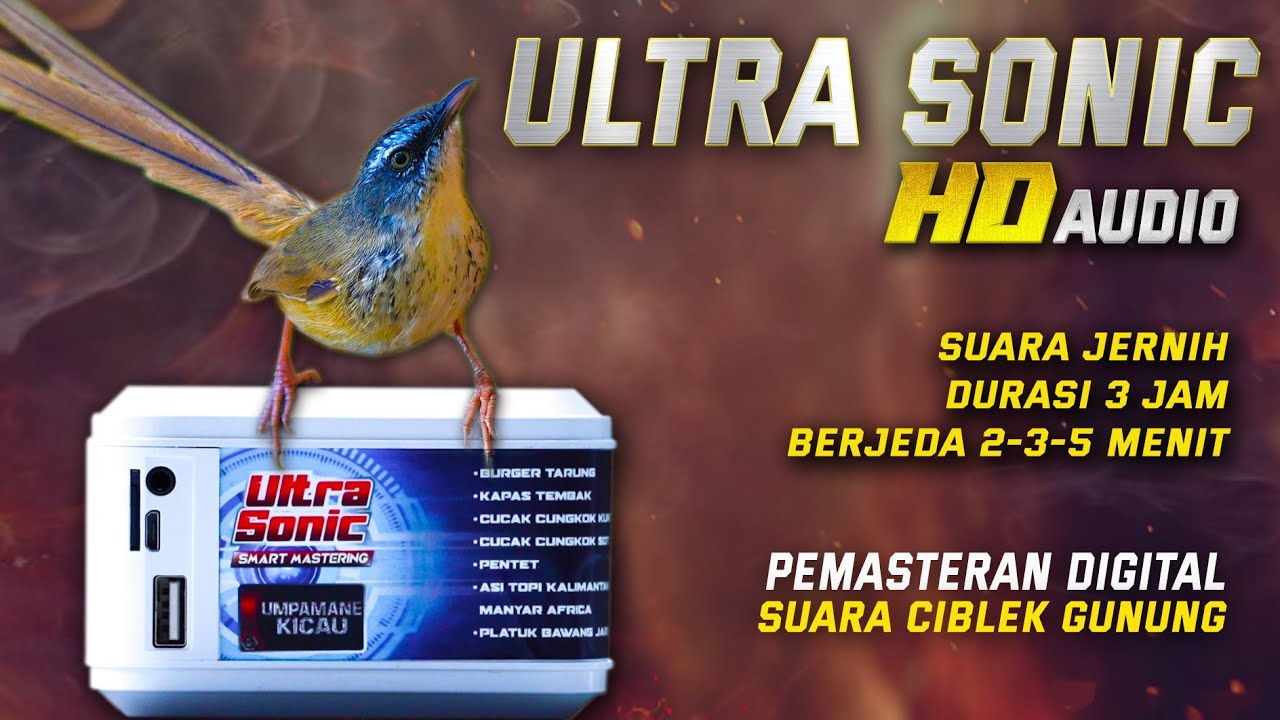 VARIASI TEMBAKAN CIBLEK GUNUNG‼️suara jernih pemasteran digital ULTRA SONIC