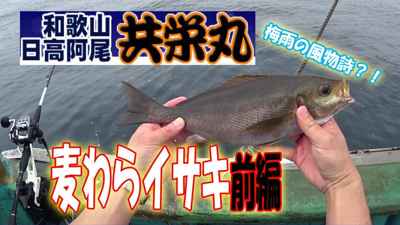 和歌山共栄丸麦わらイサキ前編　梅雨の風物詩メタボイサキを攻略せよ！！有名漁礁トフでジャンボイサギ連発！！
